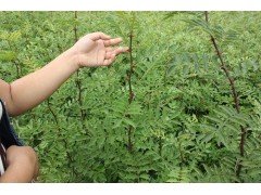 求购花椒苗图1